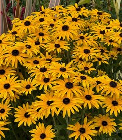 Rudbeckia Glitters like Gold