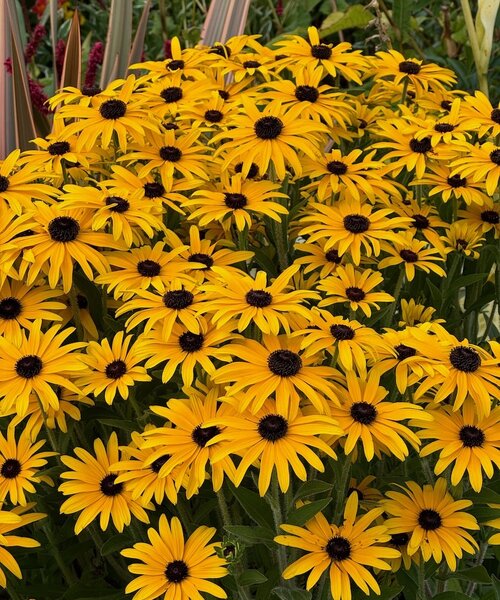 Rudbeckia Glitters like Gold