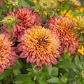 Rudbeckia Summerina Rudbeckia Summerina Sugar Shake