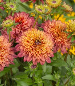 Rudbeckia Summerina Sugar Shake