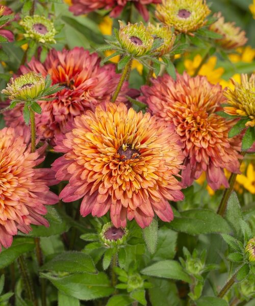 Rudbeckia Summerina Rudbeckia Summerina Sugar Shake