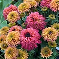 Rudbeckia Summerina Rudbeckia Summerina Sugar Shake