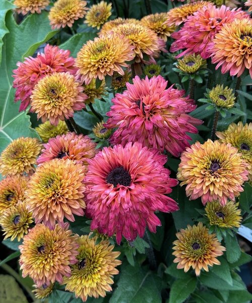 Rudbeckia Summerina Rudbeckia Summerina Sugar Shake