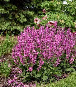 Salvia Fashionista Moulin Rouge