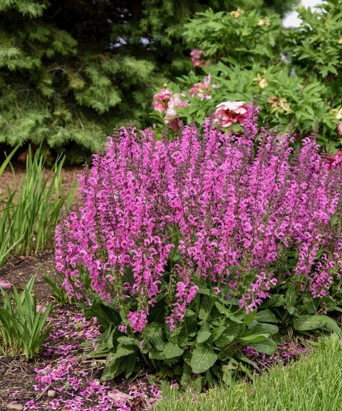 Salvia Fashionista Salvia Fashionista Moulin Rouge