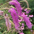 Sanguisorba Lilac Squirrel