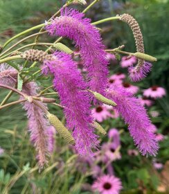 Sanguisorba Lilac Squirrel