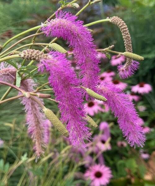 Sanguisorba Lilac Squirrel