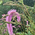 Sanguisorba Lilac Squirrel