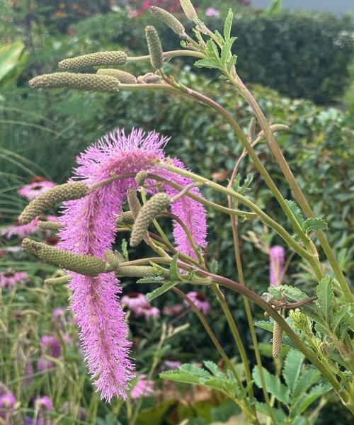 Sanguisorba Lilac Squirrel