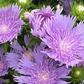 Stokesia Peachie's Pick