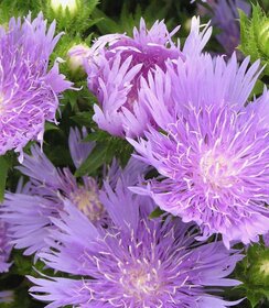 Stokesia Peachie's Pick