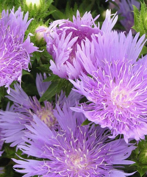 Stokesia Peachie's Pick