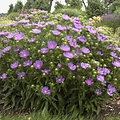Stokesia Peachie's Pick