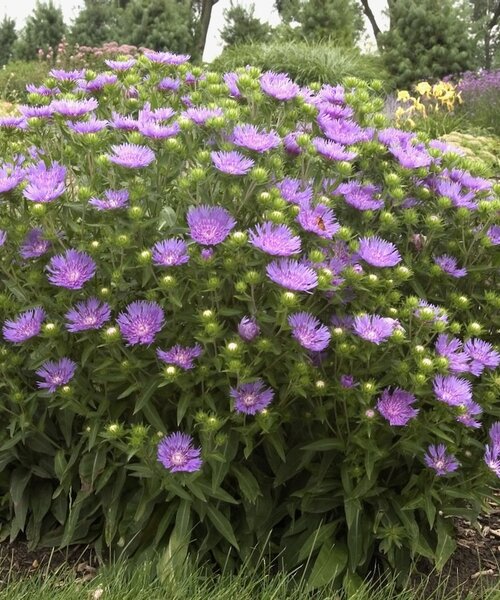 Stokesia Peachie's Pick