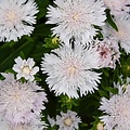 Stokesia Whitecaps