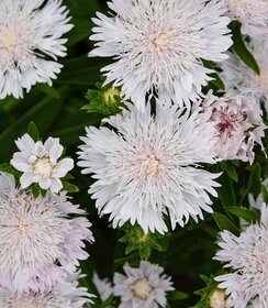 Stokesia Whitecaps