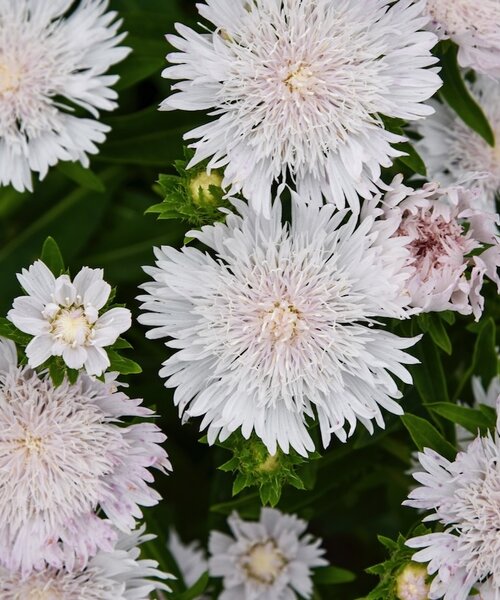 Stokesia Whitecaps