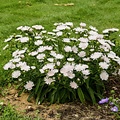 Stokesia Whitecaps