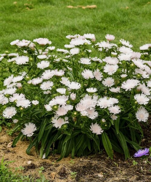 Stokesia Whitecaps