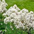 Thalictrum Cotton Ball
