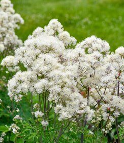 Thalictrum Cotton Ball