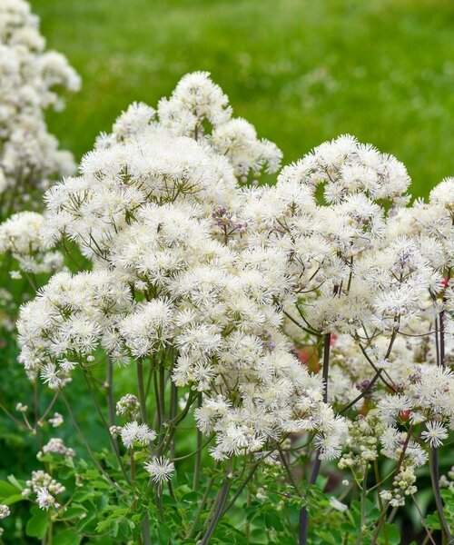 Thalictrum Cotton Ball