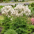 Thalictrum Cotton Ball