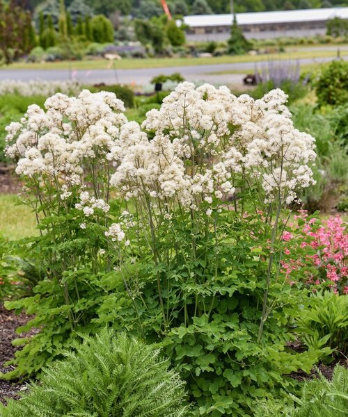 Thalictrum Cotton Ball