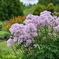 Thalictrum Cotton Candy