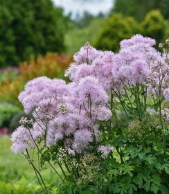 Thalictrum Cotton Candy