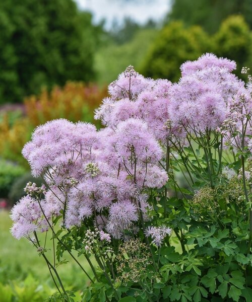 Thalictrum Cotton Candy