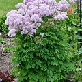 Thalictrum Cotton Candy