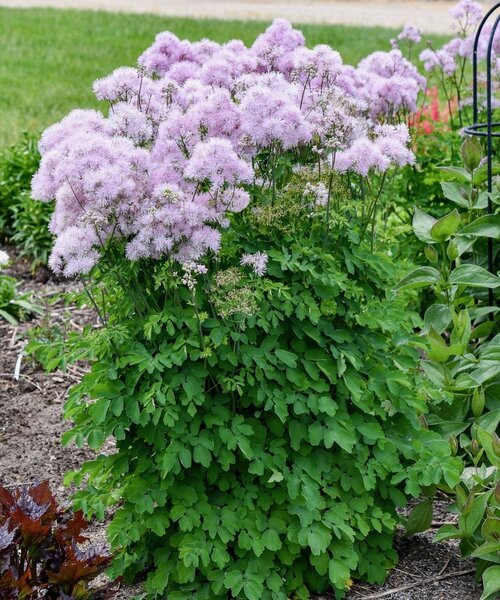 Thalictrum Cotton Candy