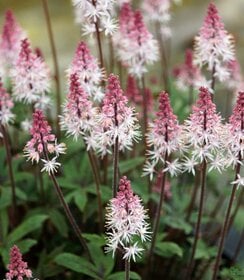 Tiarella Raspberry Sundae