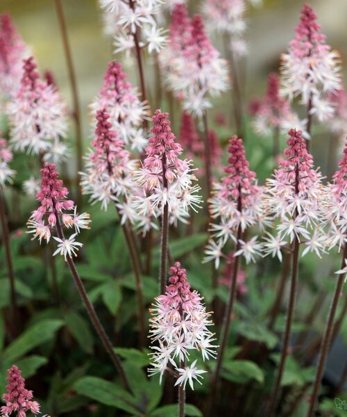 Tiarella Raspberry Sundae
