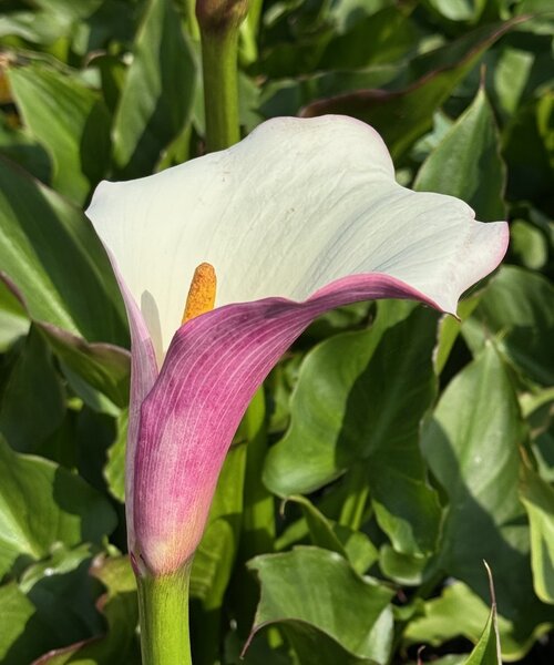 Zantedeschia Eydona Purple White