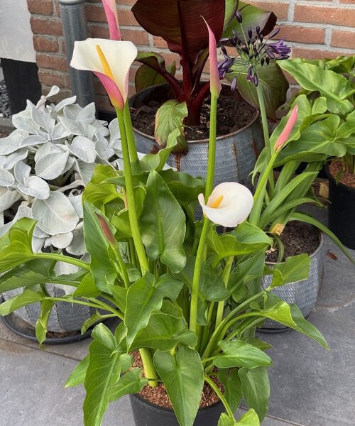 Zantedeschia Eydona Purple White