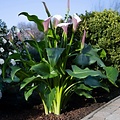 Zantedeschia Eydona Purple White