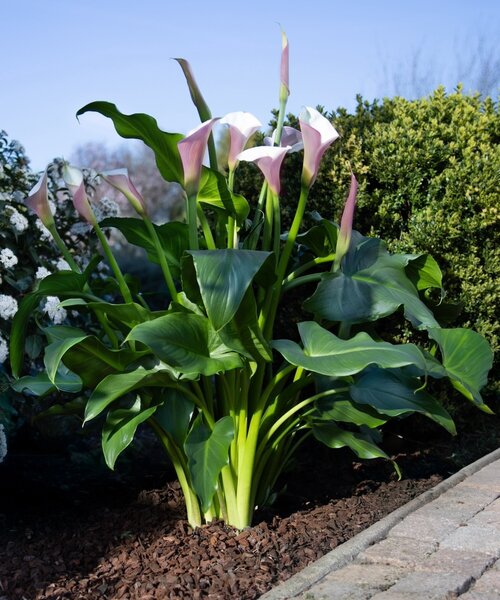 Zantedeschia Eydona Purple White