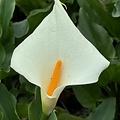 Zantedeschia Eydona White