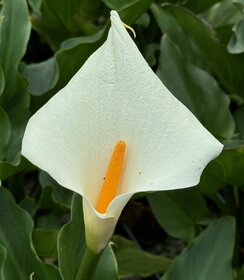 Zantedeschia Eydona White