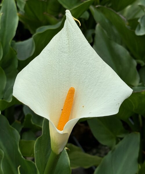 Zantedeschia Eydona White