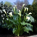 Zantedeschia Eydona White