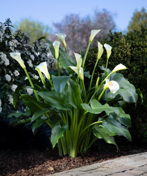 Zantedeschia Eydona White