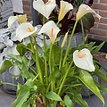 Zantedeschia Eydona White