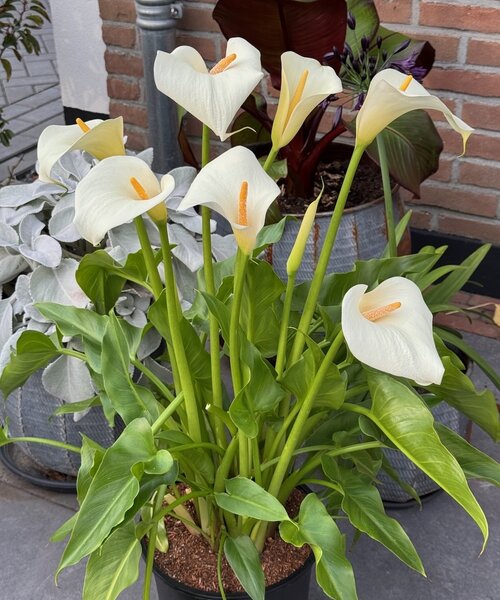 Zantedeschia Eydona White