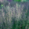 Molinia Banshee