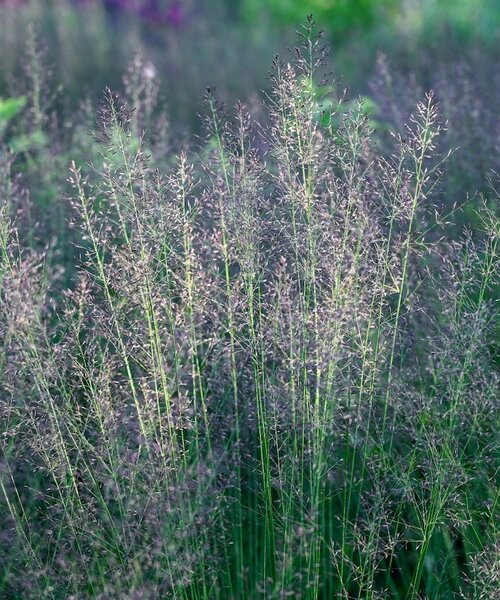 Molinia Banshee