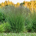 Molinia Banshee